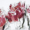 French Country Roses